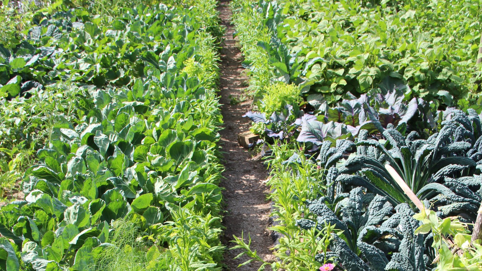Gartenführung