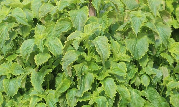 Grünes Perilla/Shiso