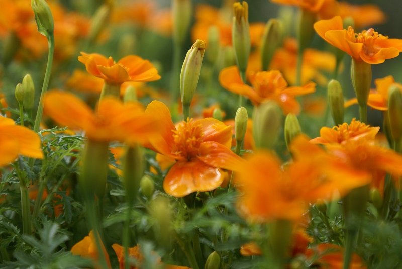Aufrechte Tagetes erecta